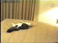 cat runs into wall.mpeg